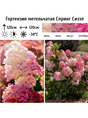 Спринг Сиззл (Spring Sizzle)